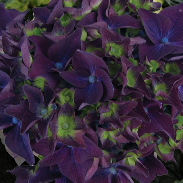 Deep Purple⢠Hydrangea - Image 3