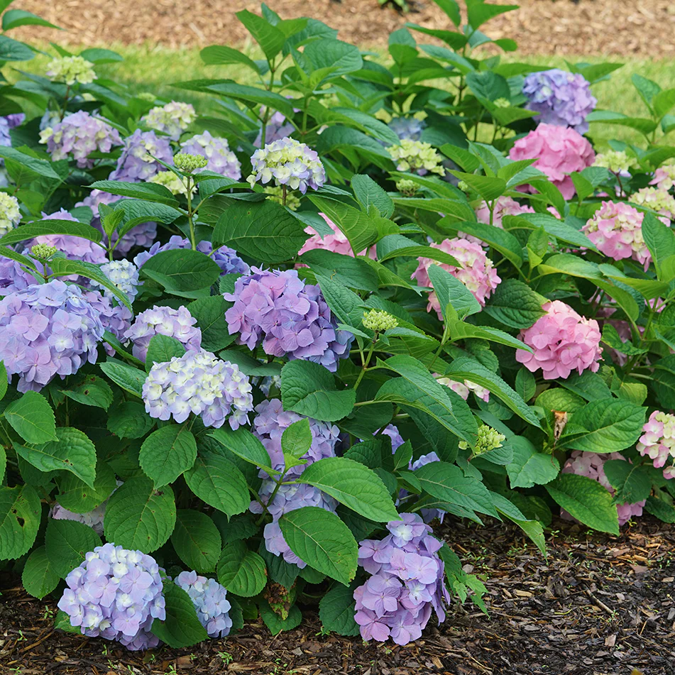 Let's Dance Sky View® Continuous Blooming Hydrangea
