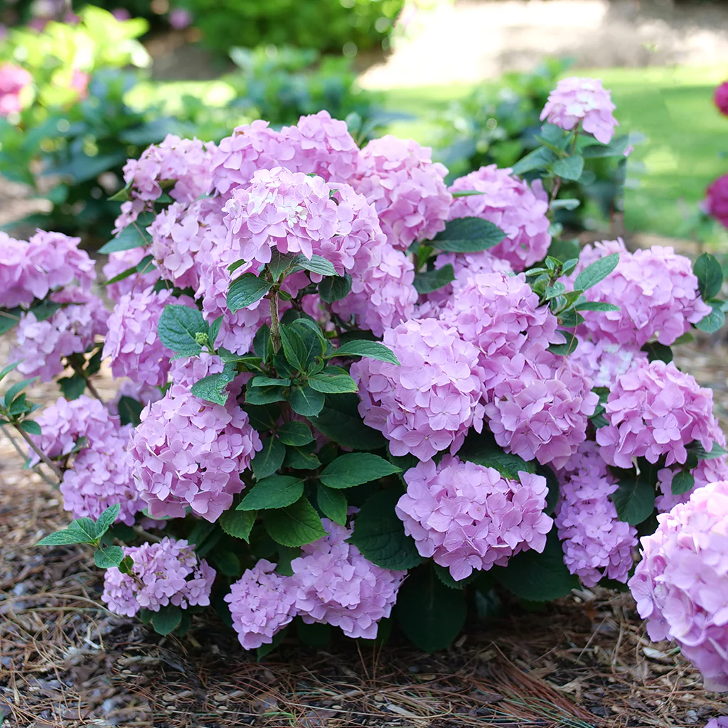Let's Dance Sky View® Continuous Blooming Hydrangea - Image 3