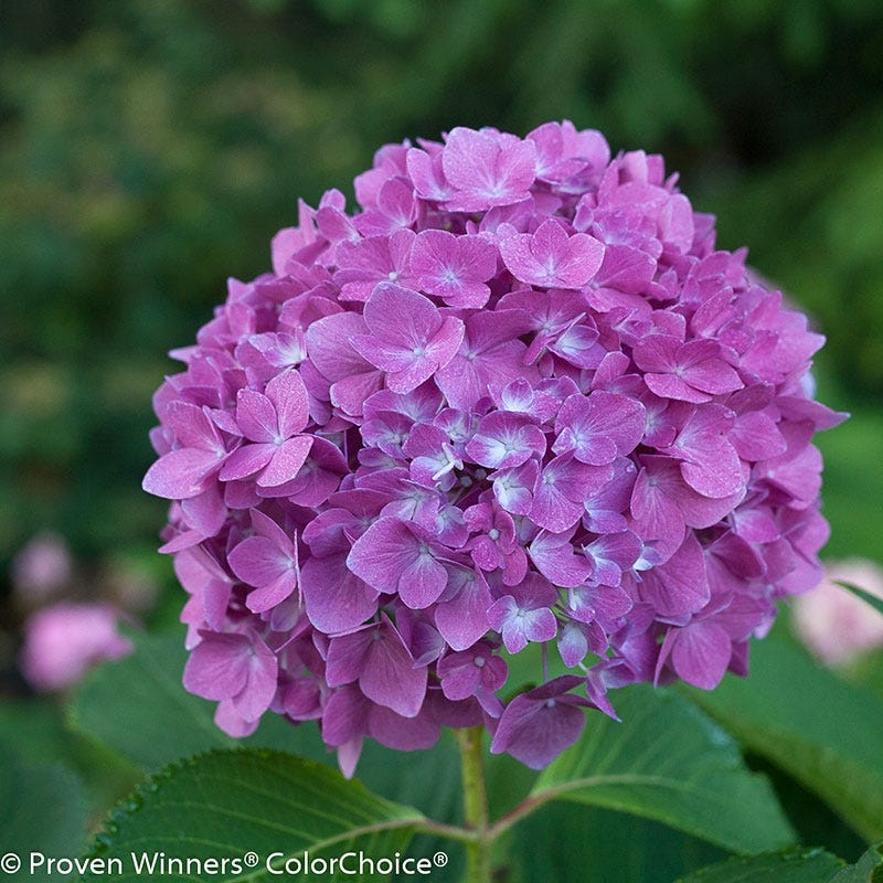 Let's DanceĀ® RaveĀ® Reblooming Hydrangea - Image 3