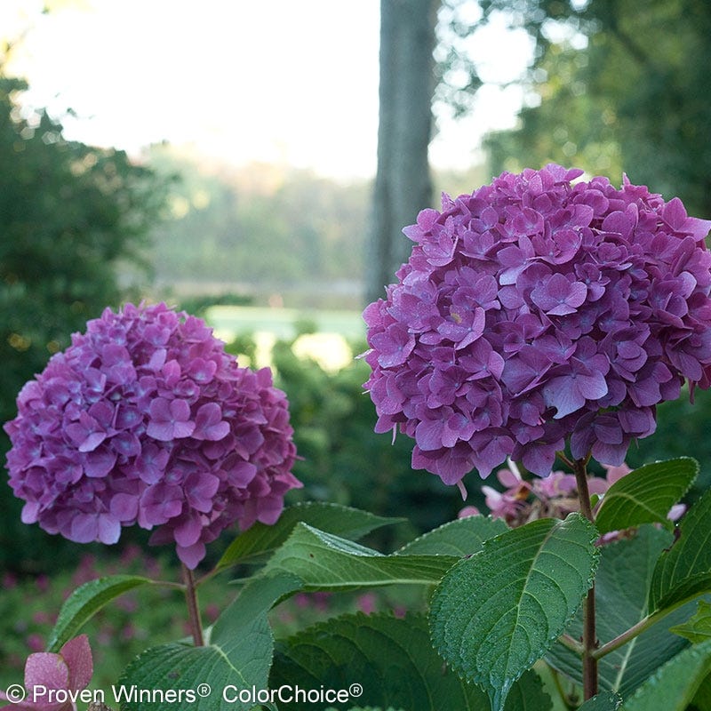 Let's DanceĀ® RaveĀ® Reblooming Hydrangea - Image 4