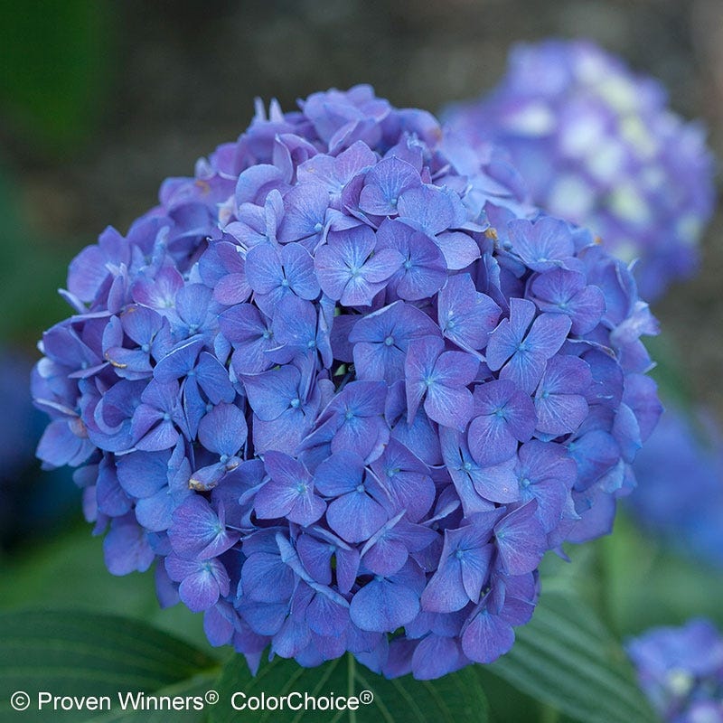 Let's DanceĀ® RaveĀ® Reblooming Hydrangea - Image 5