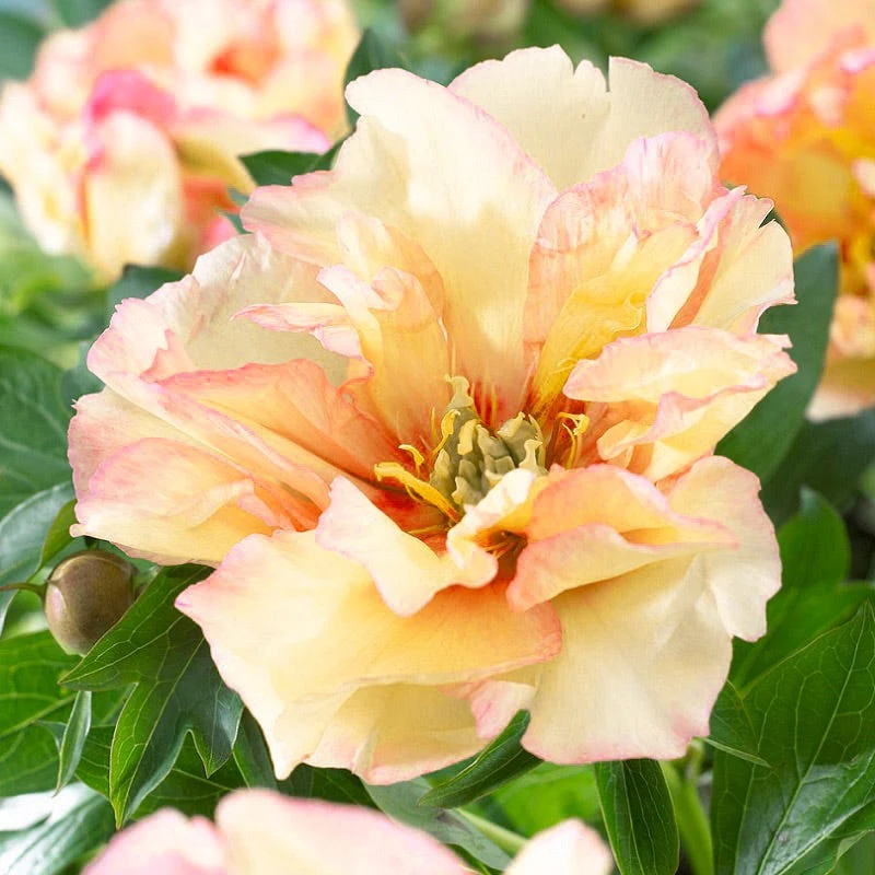 Canary Brilliants Itoh Peony