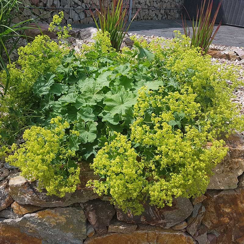 Thriller Lady's Mantle