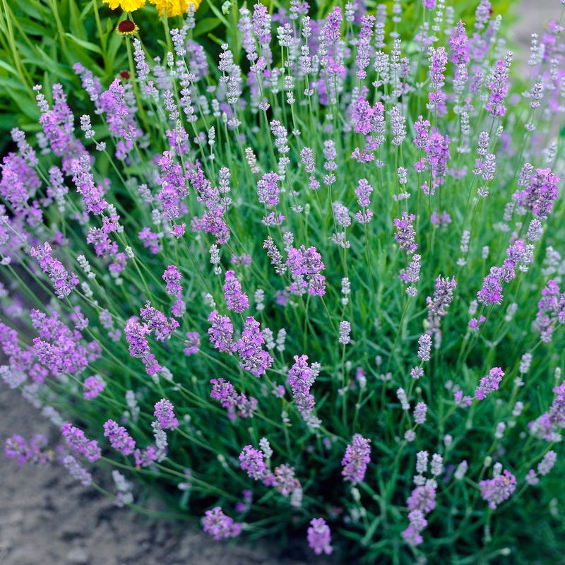 Blue Cushion English Lavender