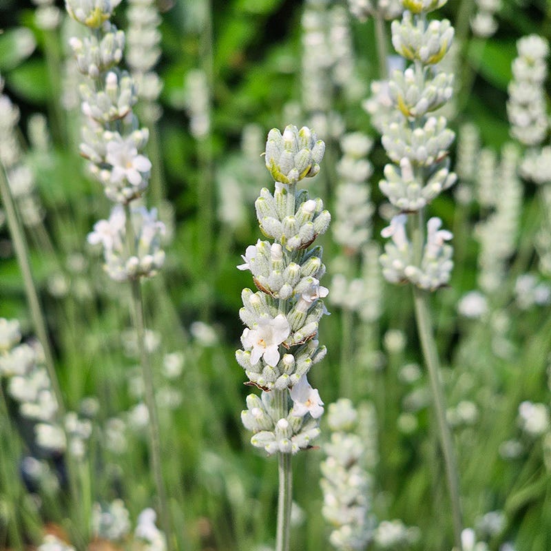 Exceptional⢠Lavender - Image 2