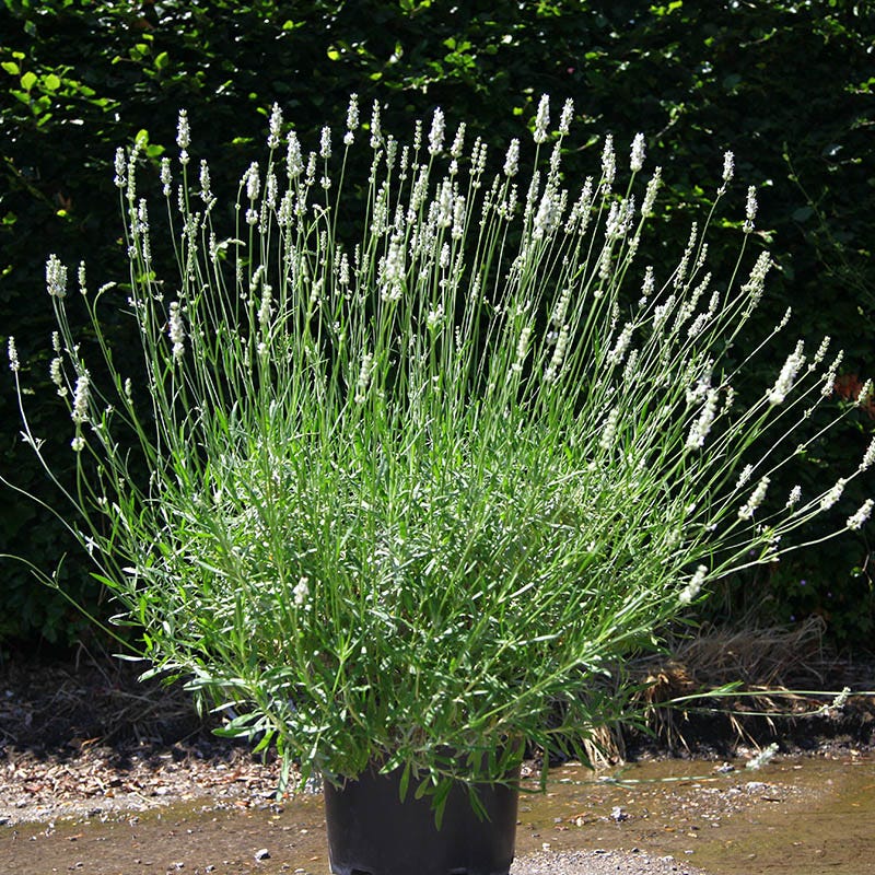 Exceptional⢠Lavender - Image 3