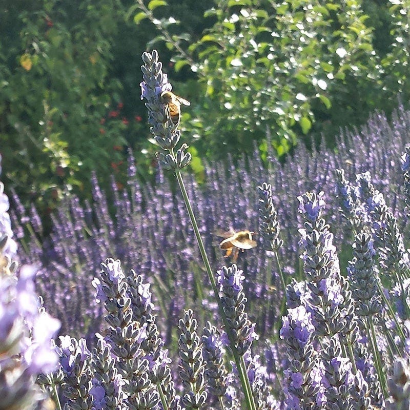 Provence Lavender
