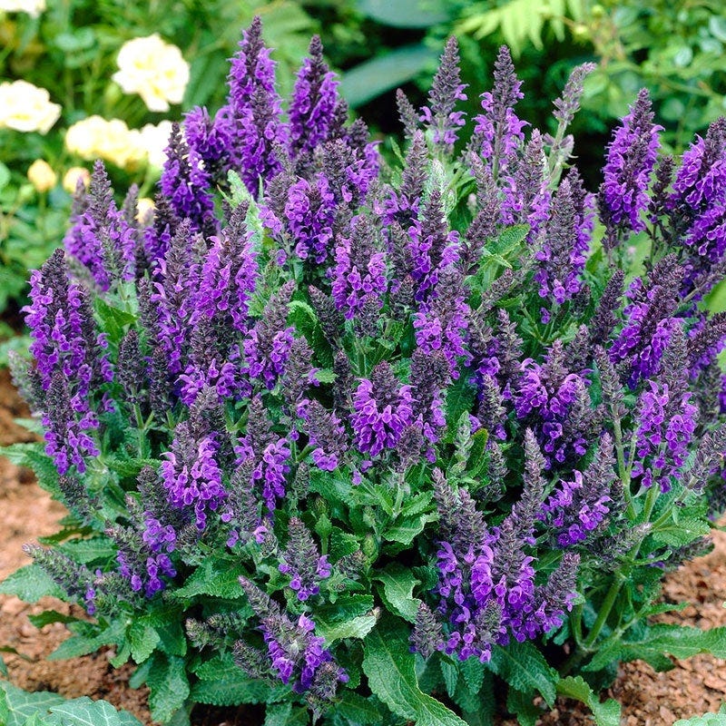 Mini Hummingbird Hangout Plant Collection - Image 4