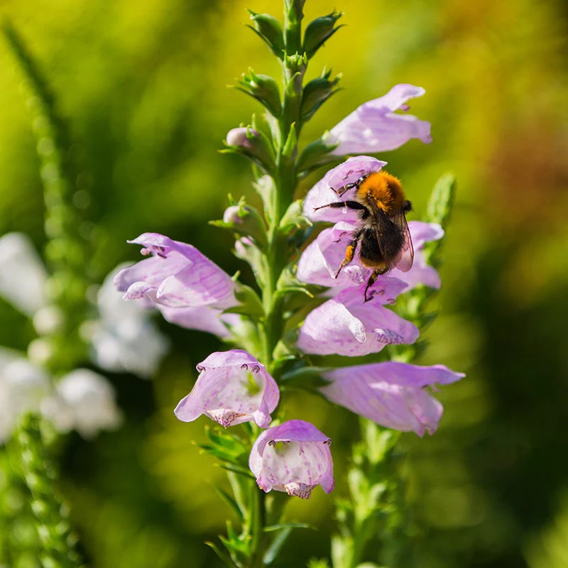 Pink Obedient Plant - Image 5