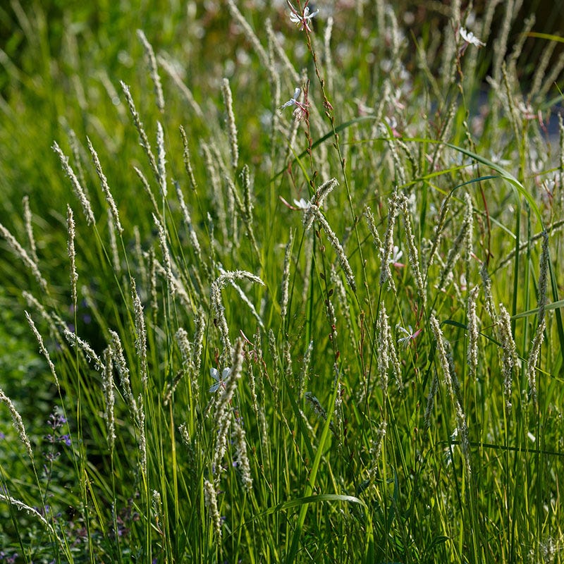 Autumn Moor Grass