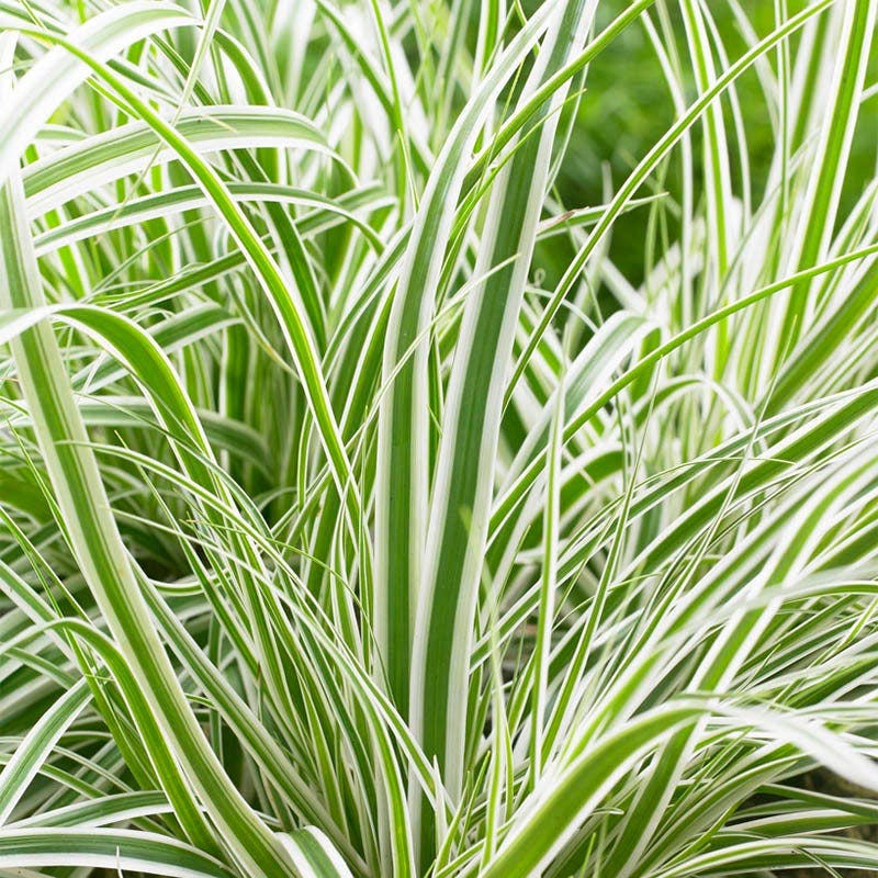 EverColorĀ® Everest Sedge