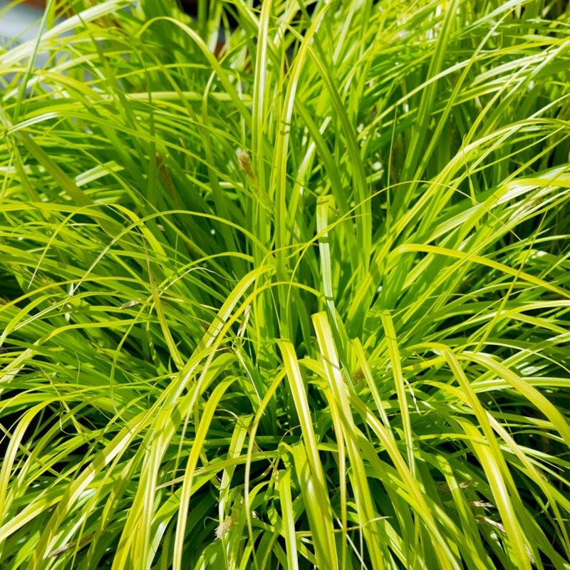 EverColorĀ® Everillo Sedge - Image 2