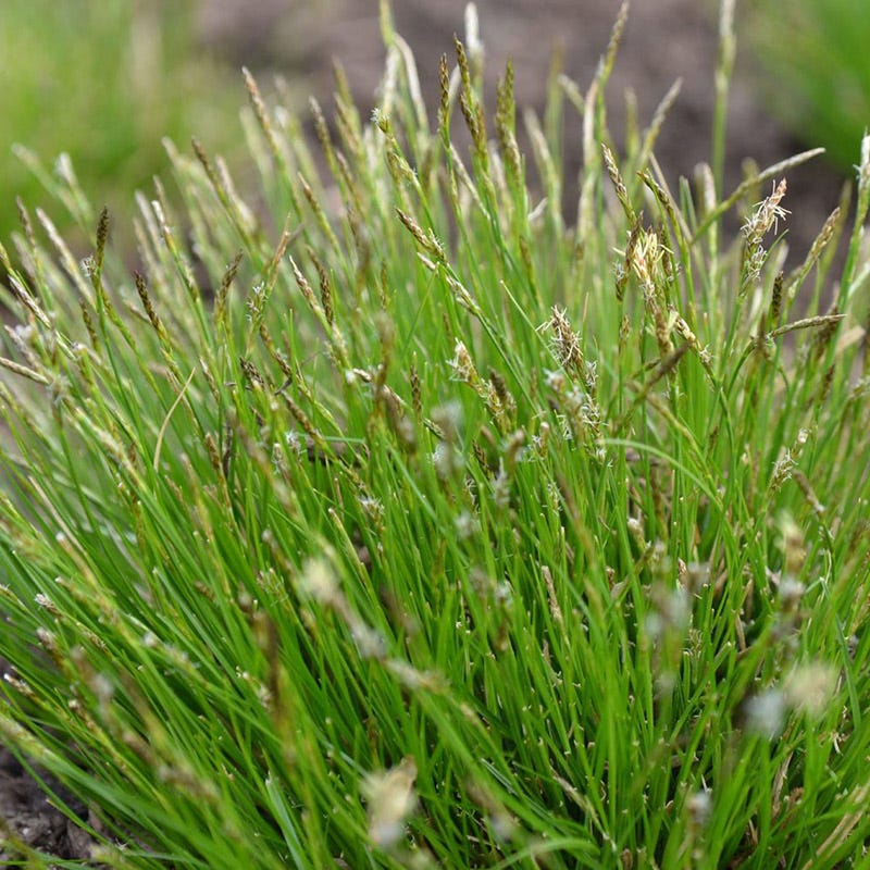White Tinged Sedge