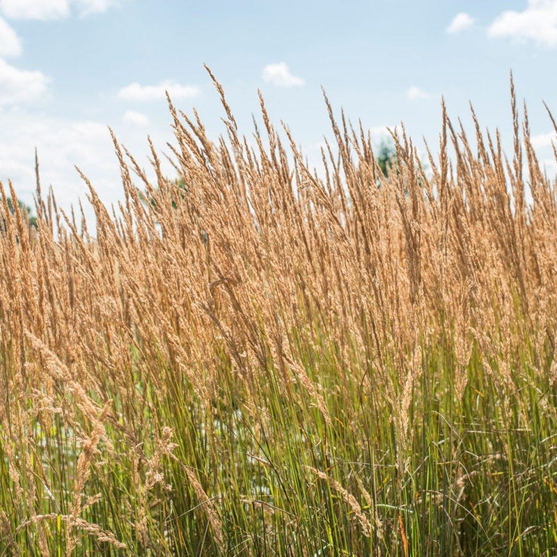 Karl Foerster Feather Reed Grass - Image 2