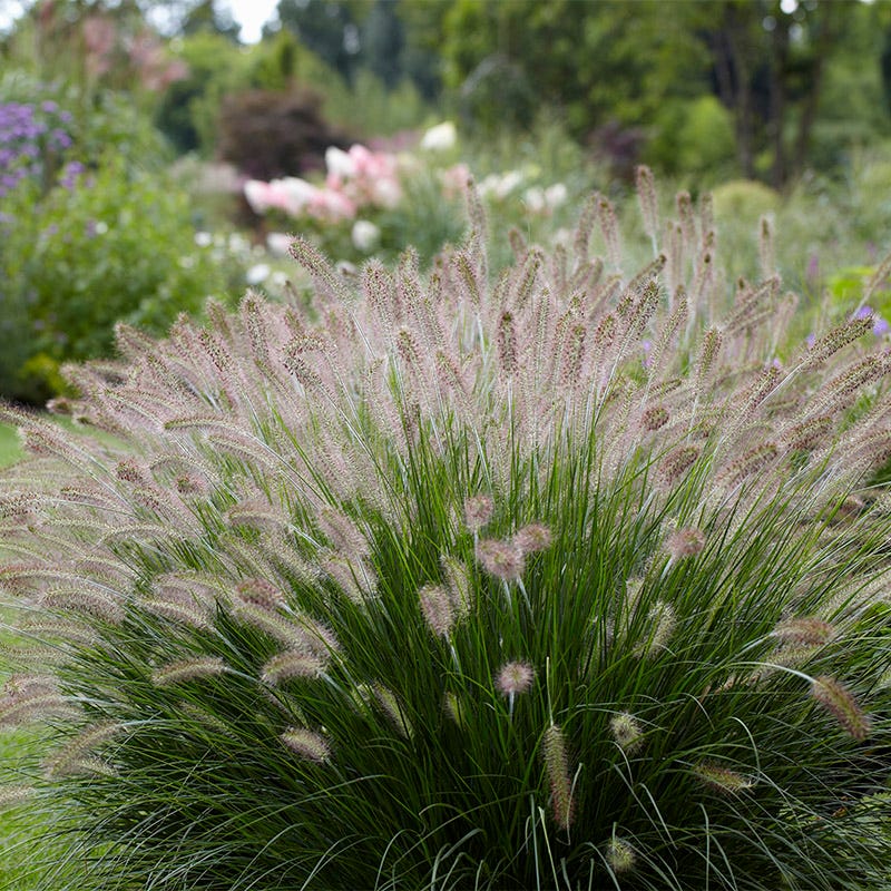 Curb Appeal Ornamental Grass Collection - Image 4