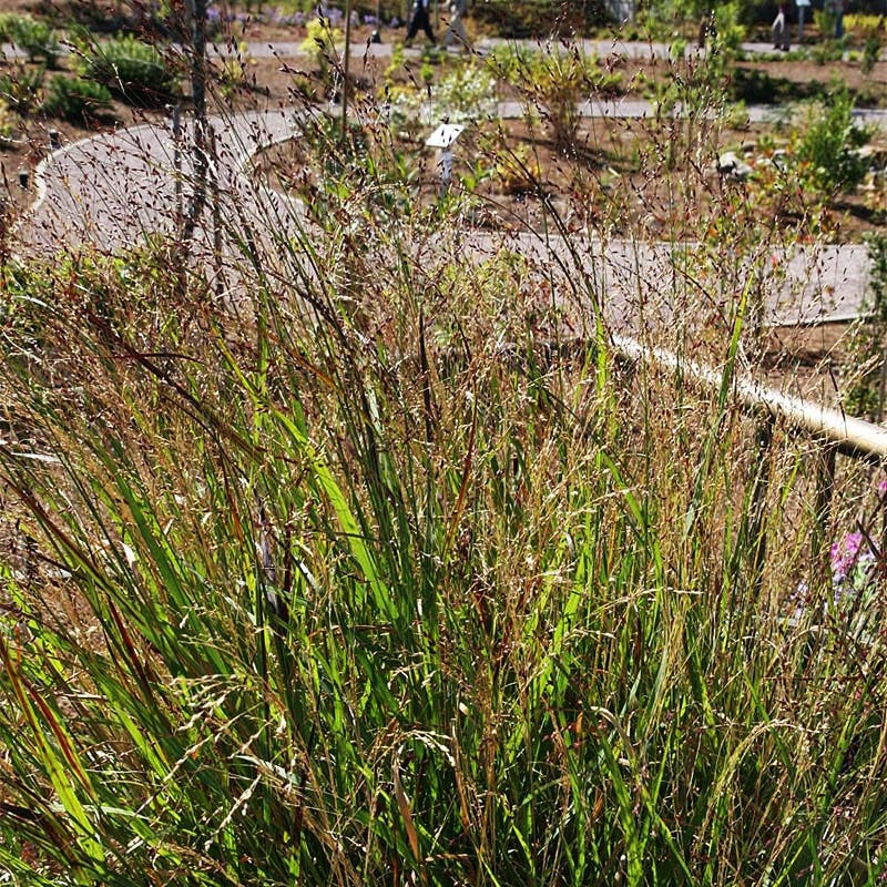 Shenandoah Red Switchgrass - Image 4