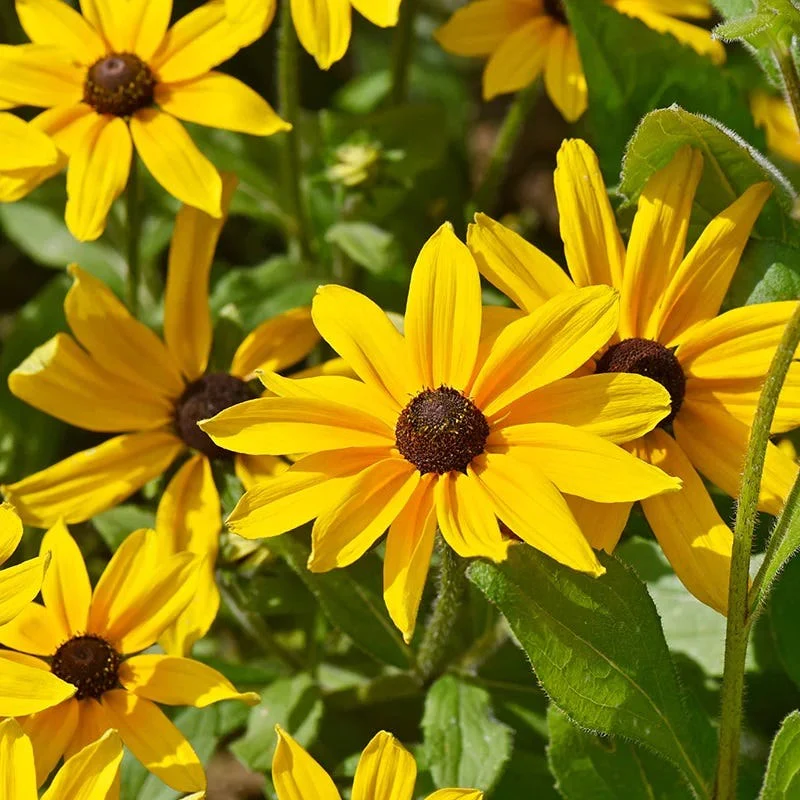 Pollinator Power Plant Collection - Image 3