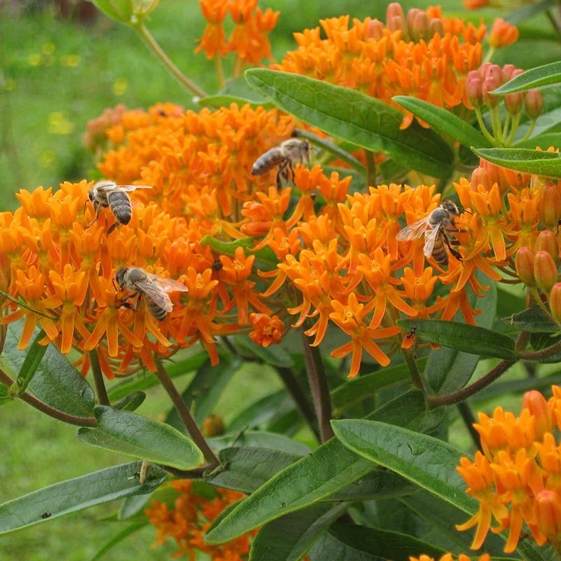 Pollinator Power Plant Collection - Image 7