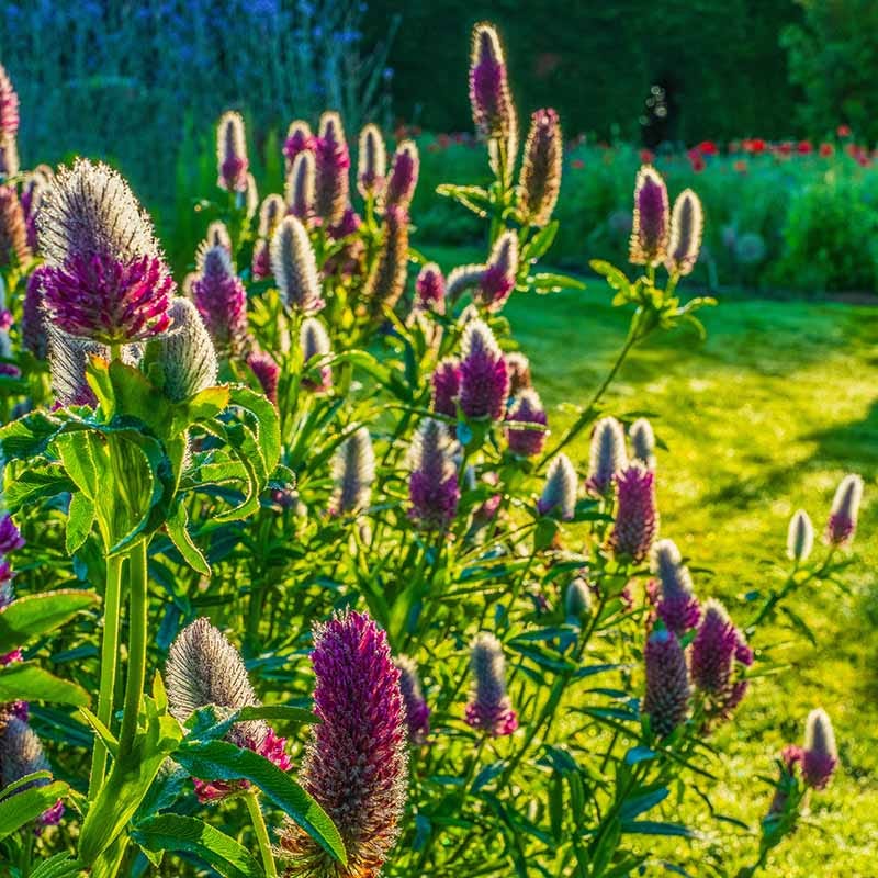 Red Feather Clover