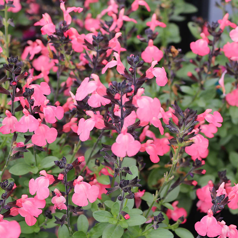MirageĀ® Salmon Salvia - Image 2