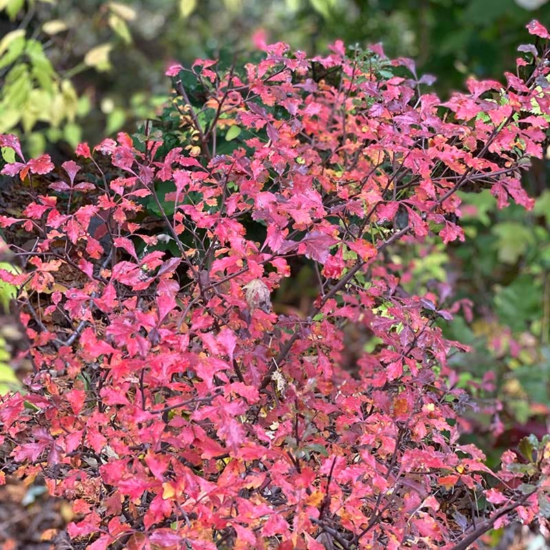 Lacette⢠Fragrant Sumac