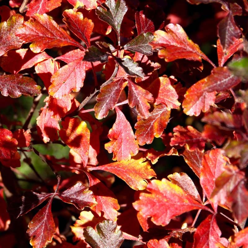 Lacette⢠Fragrant Sumac - Image 2