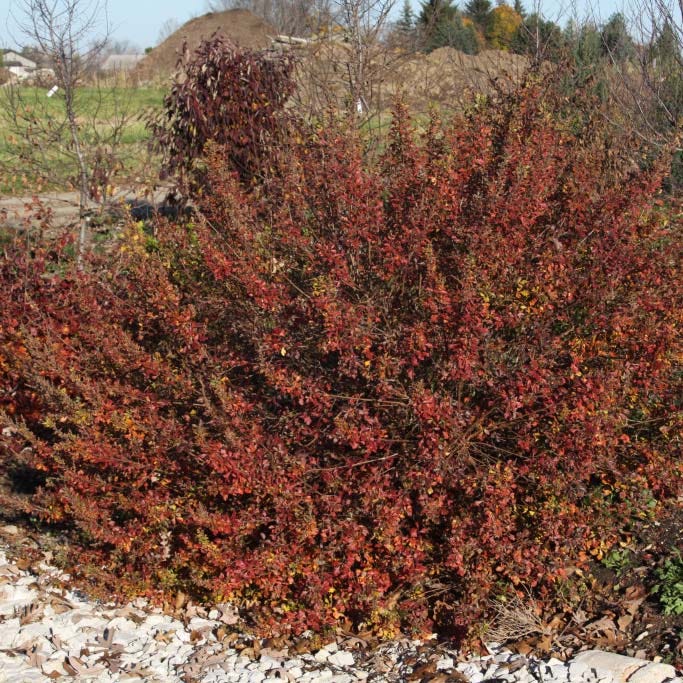 Lacette⢠Fragrant Sumac - Image 3