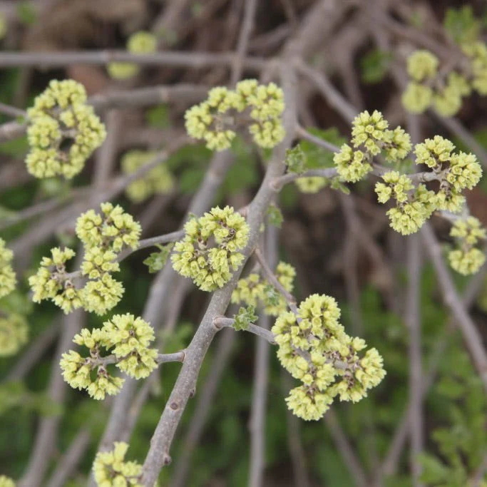 Lacette⢠Fragrant Sumac - Image 5