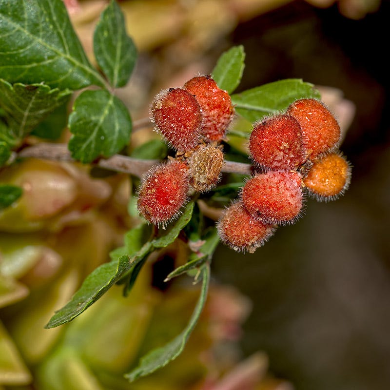 Lacette⢠Fragrant Sumac - Image 6