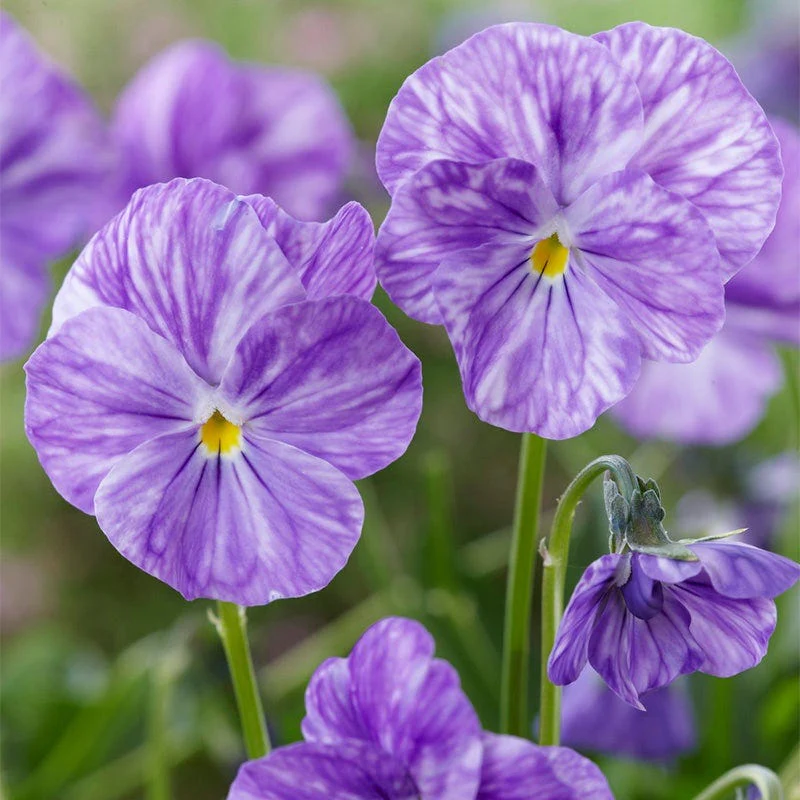 Columbine Tufted Violet