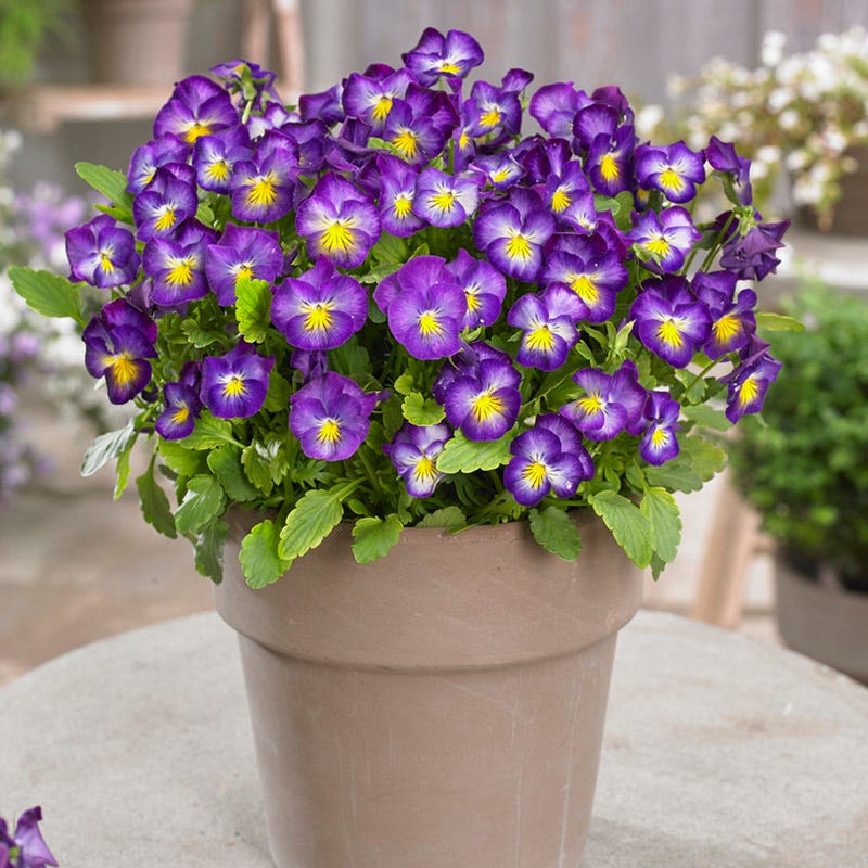 Halo Violet Tufted Violet - Image 2