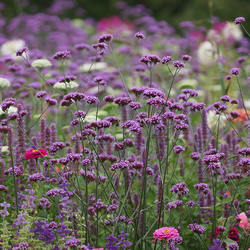 Lollipop Purpletop Vervain