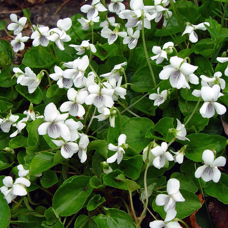 Sweet White Violet