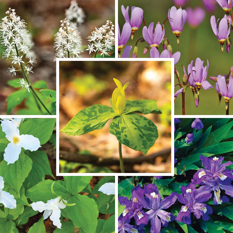 Woodland Wildflower Collection