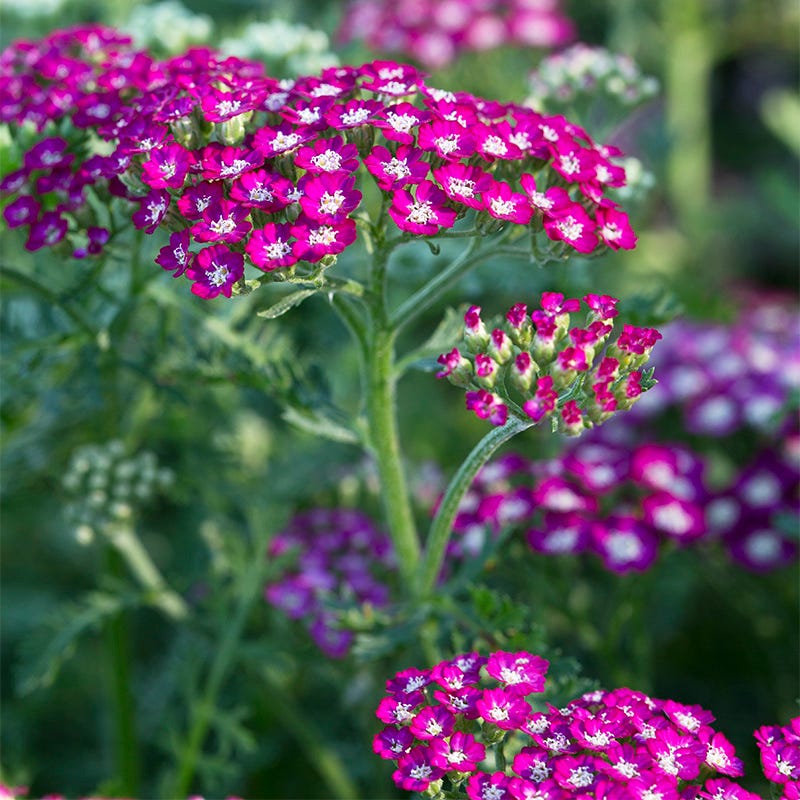 Perennials On Sale