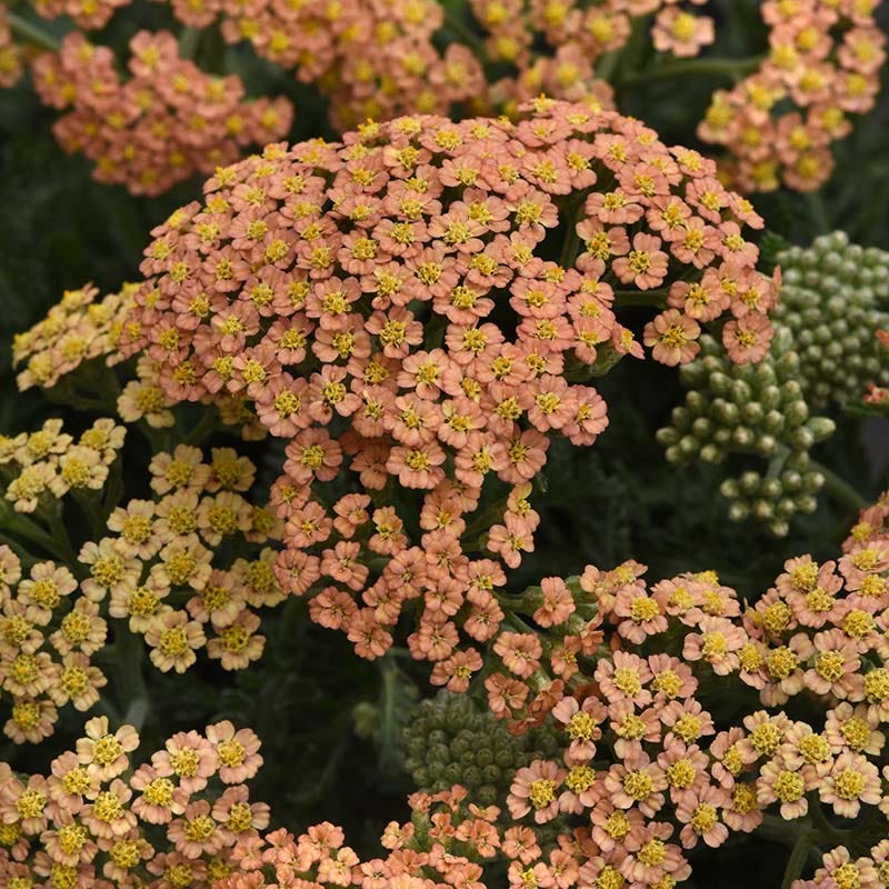 New Vintage⢠Terracotta Yarrow