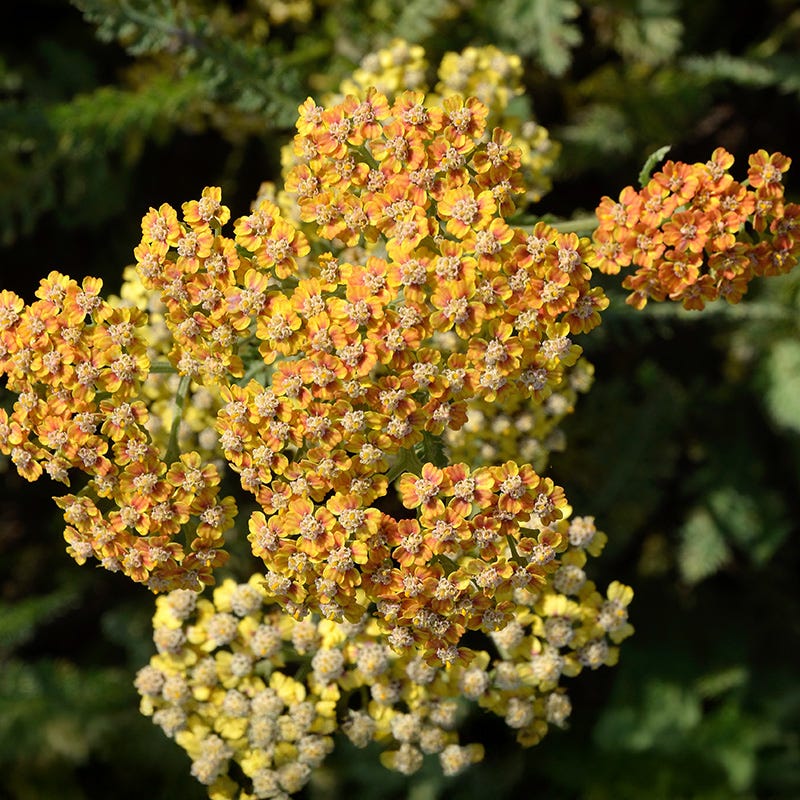 New Vintage⢠Terracotta Yarrow - Image 3