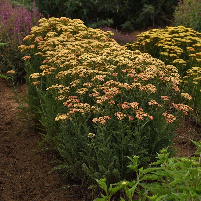 New Vintage⢠Terracotta Yarrow - Image 4