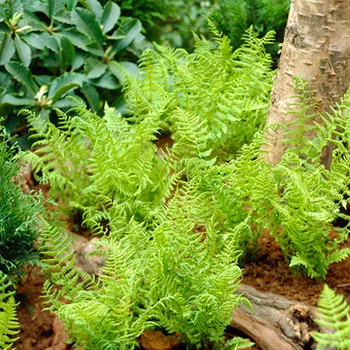 Lady Fern