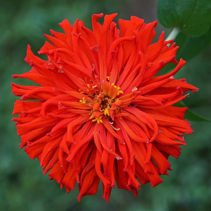 Red Wildflower Seed Mix - Image 3