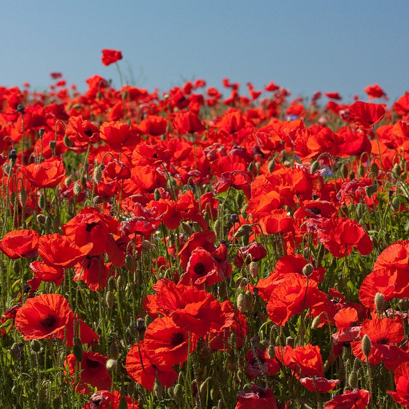 Red Wildflower Seed Mix - Image 4