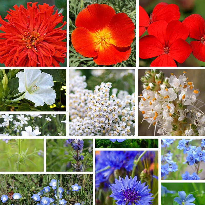 Red, White, & Blue Wildflower Seed Patchwork
