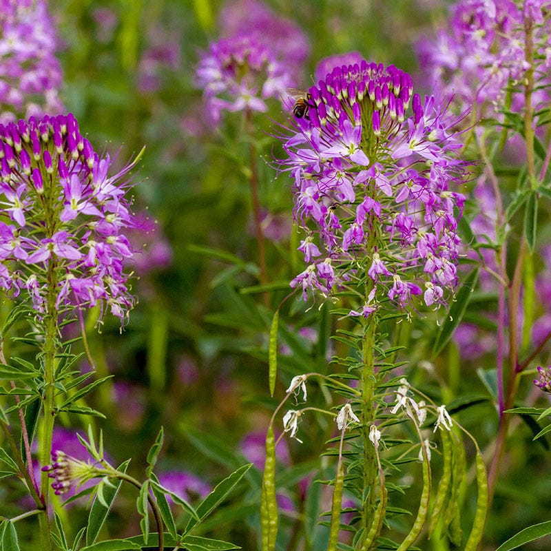 Rocky Mountain Bee Plant Seeds