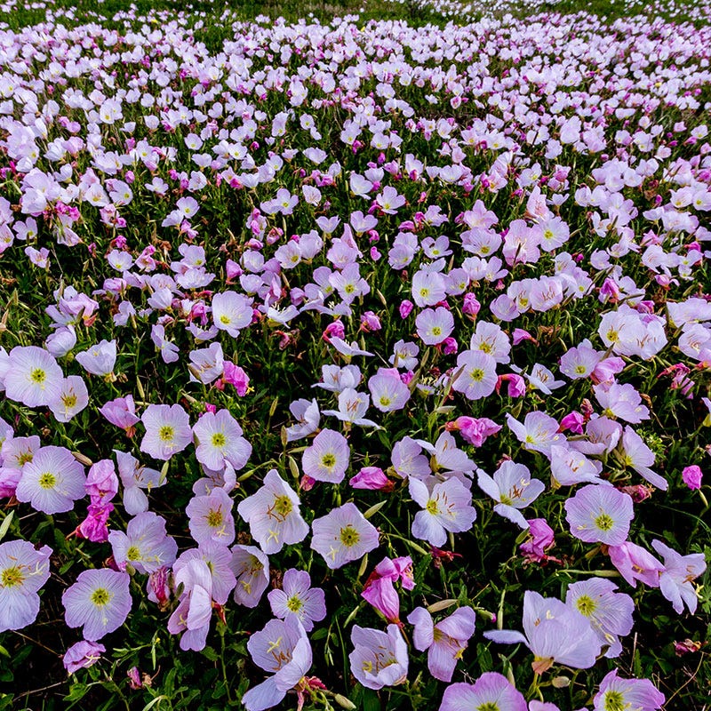Showy Evening Primrose Seeds