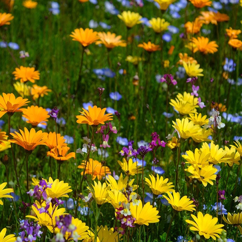 Southwest Select Wildflower Seed Mix