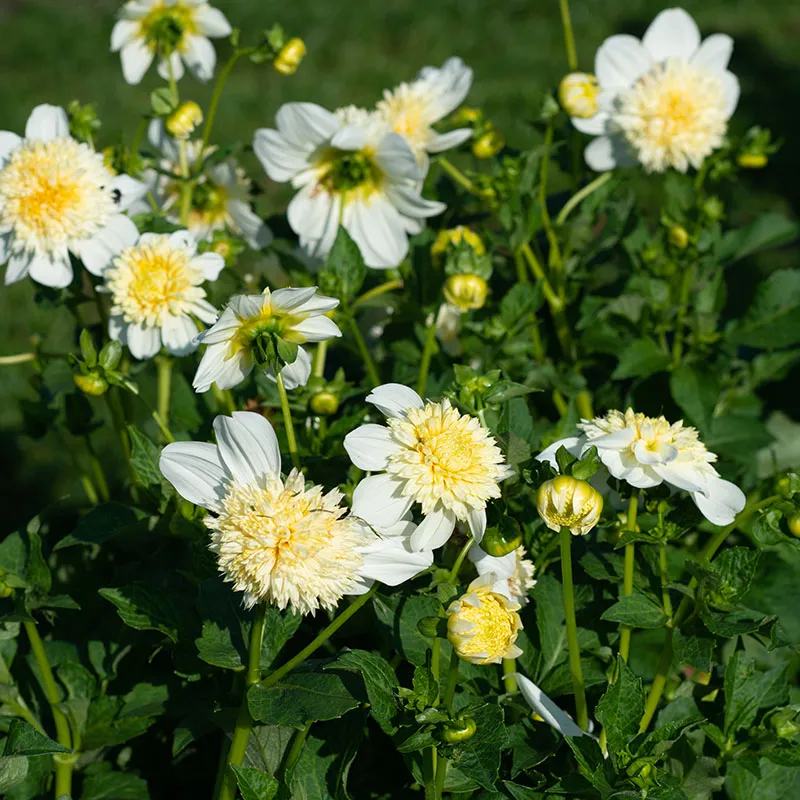 Platinum Blonde Anemone Dahlia