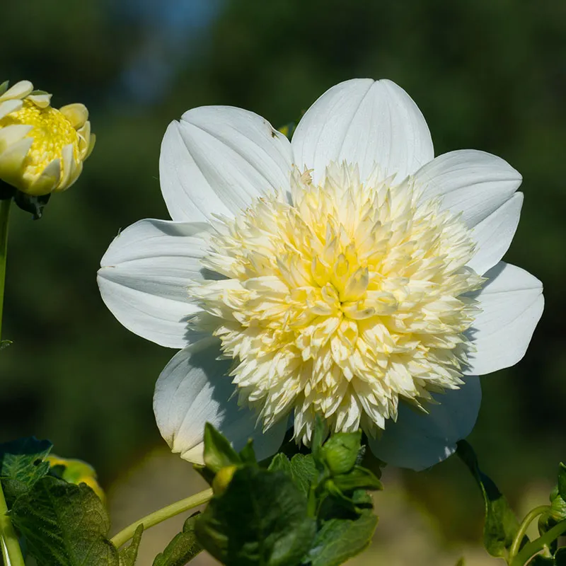 Platinum Blonde Anemone Dahlia - Image 2