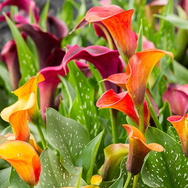 Jewelbox Calla Collection