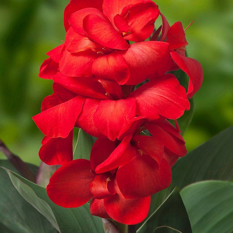 CannaSol™ Happy Carmen Canna Lily